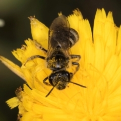 Lasioglossum (Chilalictus) lanarium at Dunlop Grassland (DGE) - 31 Jan 2024