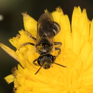 Lasioglossum (Chilalictus) lanarium at Fraser, ACT - 31 Jan 2024