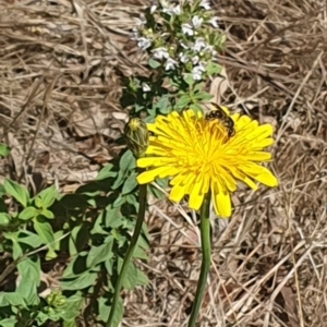 Lasioglossum (Chilalictus) sp. (genus & subgenus) at Griffith Woodland (GRW) - 10 Jan 2024