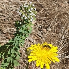 Lasioglossum (Chilalictus) sp. (genus & subgenus) at Griffith Woodland (GRW) - 10 Jan 2024