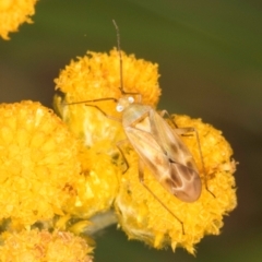 Creontiades sp. (genus) (A mirid bug) at Dunlop Grassland (DGE) - 31 Jan 2024 by kasiaaus