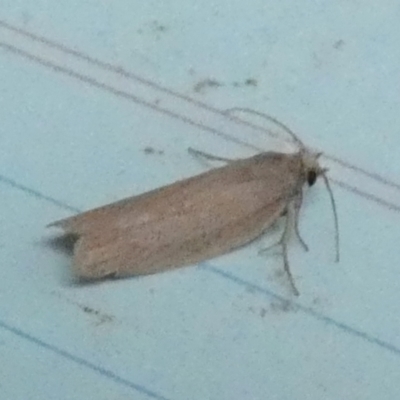Oecophoridae (family) (Unidentified Oecophorid concealer moth) at QPRC LGA - 31 Jan 2024 by Paul4K