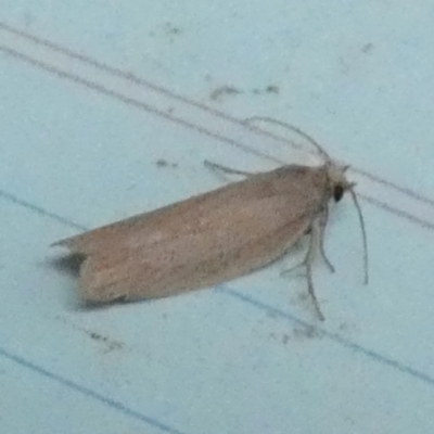 Oecophoridae (family) (Unidentified Oecophorid concealer moth) at Borough, NSW - 31 Jan 2024 by Paul4K