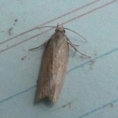 Oecophoridae (family) at Boro - suppressed