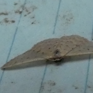 Idaea philocosma at QPRC LGA - 1 Feb 2024