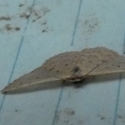 Idaea philocosma (Flecked Wave) at Borough, NSW - 31 Jan 2024 by Paul4K