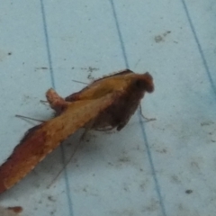 Endotricha pyrosalis (A Pyralid moth (Endotrichinae) at QPRC LGA - 1 Feb 2024 by Paul4K