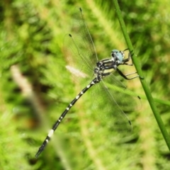 Parasynthemis regina (Royal Tigertail) at Forde, ACT - 2 Feb 2024 by JohnBundock