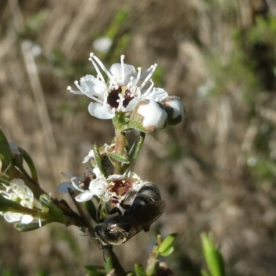 Mordellidae (family) (Unidentified pintail or tumbling flower beetle) at Flea Bog Flat to Emu Creek Corridor - 5 Dec 2023 by JohnGiacon