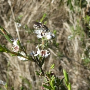 Mordellidae (family) at Emu Creek Belconnen (ECB) - 6 Dec 2023