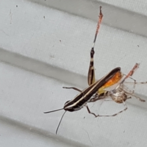 Cryptachaea gigantipes at Isaacs, ACT - 1 Feb 2024 06:52 PM