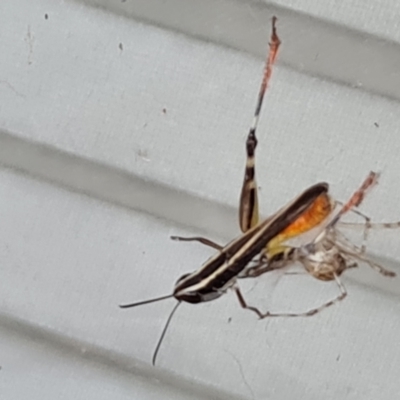 Cryptachaea gigantipes (White porch spider) at Isaacs, ACT - 1 Feb 2024 by Mike