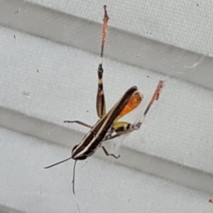 Macrotona australis at Isaacs, ACT - 1 Feb 2024