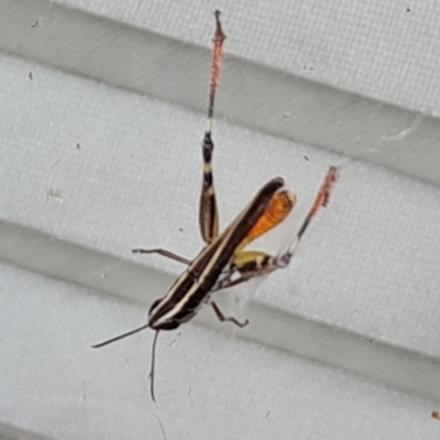 Macrotona australis (Common Macrotona Grasshopper) at Isaacs, ACT - 1 Feb 2024 by Mike