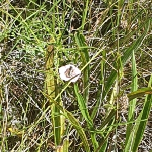 Lasioglossum (Chilalictus) sp. (genus & subgenus) at Griffith Woodland (GRW) - 10 Jan 2024 11:10 AM