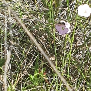 Lasioglossum (Chilalictus) sp. (genus & subgenus) at Griffith Woodland (GRW) - 10 Jan 2024 11:10 AM