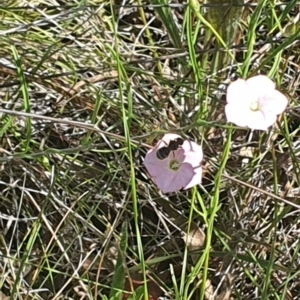 Lasioglossum (Chilalictus) sp. (genus & subgenus) at Griffith Woodland (GRW) - 10 Jan 2024