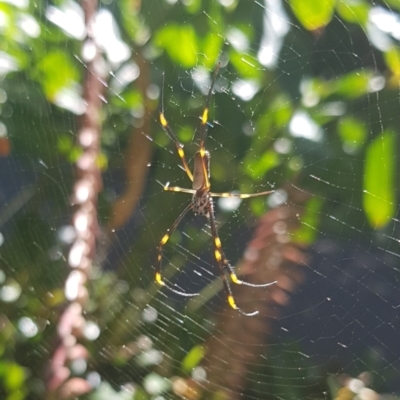Trichonephila plumipes (Humped golden orb weaver) at Sydney, NSW - 29 Jan 2024 by HappyWanderer