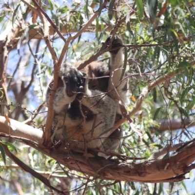 Phascolarctos cinereus (Koala) at Raymond Island, VIC - 31 Dec 2023 by HappyWanderer