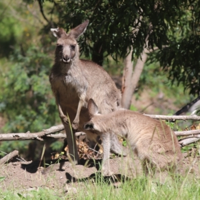Macropus giganteus (Eastern Grey Kangaroo) at Kambah, ACT - 1 Feb 2024 by HappyWanderer