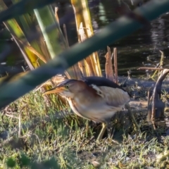 Ixobrychus dubius (Australian Little Bittern) at Jerrabomberra Wetlands - 2 Feb 2024 by rawshorty