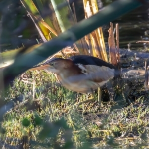 Ixobrychus dubius at Jerrabomberra Wetlands - 2 Feb 2024