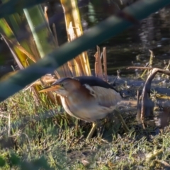 Ixobrychus dubius at Jerrabomberra Wetlands - 2 Feb 2024