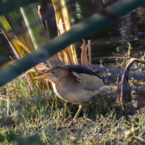 Ixobrychus dubius at Jerrabomberra Wetlands - 2 Feb 2024