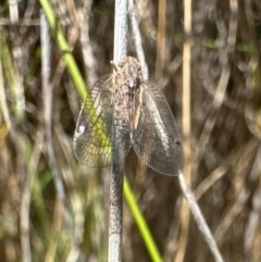 Cixiidae sp. (family) at Tidbinbilla Nature Reserve - 1 Feb 2024 02:10 PM