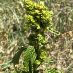 Amaranthus retroflexus at Whitlam, ACT - suppressed