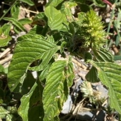 Amaranthus retroflexus at Whitlam, ACT - 2 Feb 2024