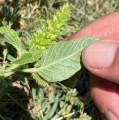 Amaranthus retroflexus at Whitlam, ACT - suppressed