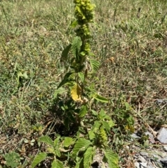 Amaranthus retroflexus at Whitlam, ACT - 2 Feb 2024