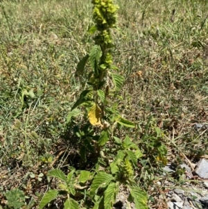 Amaranthus retroflexus at Whitlam, ACT - suppressed