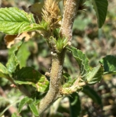 Amaranthus retroflexus at Whitlam, ACT - suppressed