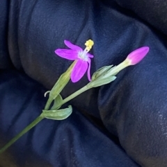 Centaurium tenuiflorum (Branched Centaury) at Block 402 - 1 Feb 2024 by SteveBorkowskis