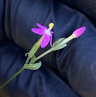 Centaurium tenuiflorum (Branched Centaury) at Block 402 - 2 Feb 2024 by SteveBorkowskis