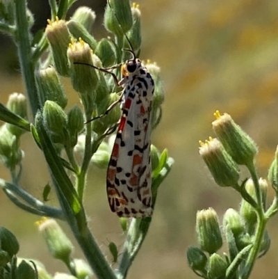 Utetheisa pulchelloides (Heliotrope Moth) at Denman Prospect, ACT - 2 Feb 2024 by SteveBorkowskis