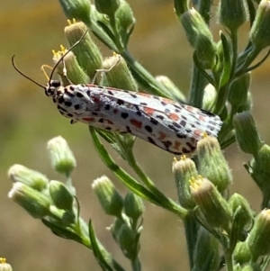 Utetheisa pulchelloides at Bluetts Block (402, 403, 12, 11) - 2 Feb 2024 12:07 PM