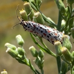 Utetheisa pulchelloides at Block 402 - 2 Feb 2024