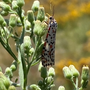 Utetheisa pulchelloides at Bluetts Block (402, 403, 12, 11) - 2 Feb 2024 12:07 PM