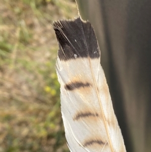 Falco cenchroides at Denman Prospect, ACT - 2 Feb 2024