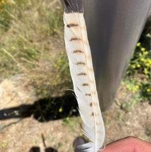 Falco cenchroides at Denman Prospect, ACT - 2 Feb 2024