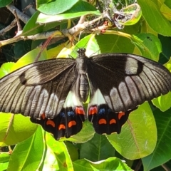 Papilio aegeus (Orchard Swallowtail, Large Citrus Butterfly) at Hughes, ACT - 2 Feb 2024 by Anthea1