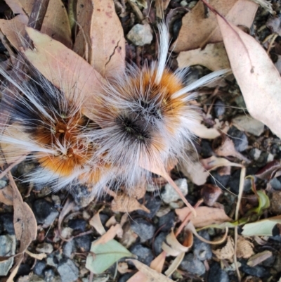 Anthela varia (Hairy Mary) at Surf Beach, NSW - 2 Feb 2024 by LyndalT