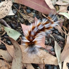 Anthela varia at Surf Beach, NSW - 2 Feb 2024