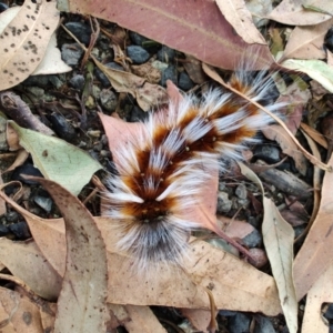 Anthela varia at Surf Beach, NSW - 2 Feb 2024