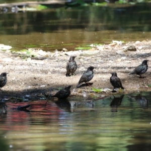 Sturnus vulgaris at Lake Burley Griffin Central/East - 2 Feb 2024