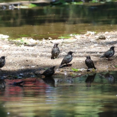 Sturnus vulgaris (Common Starling) at Barton, ACT - 2 Feb 2024 by RodDeb