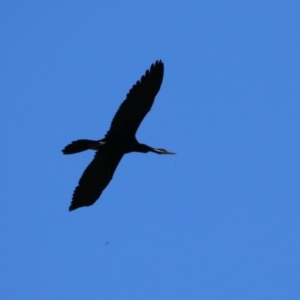 Anhinga novaehollandiae at Lake Burley Griffin Central/East - 2 Feb 2024